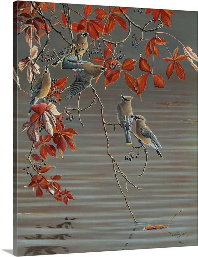 Cedar waxwings in a tree over a pond.