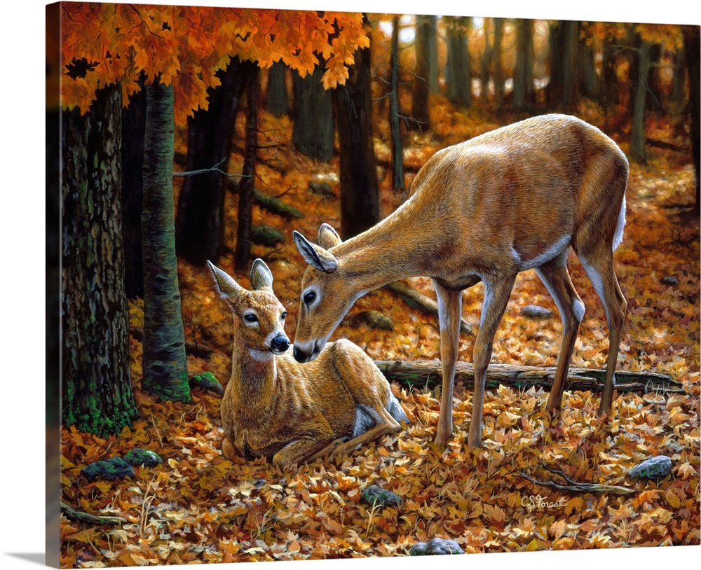 Two Deer in a forestfawn doe