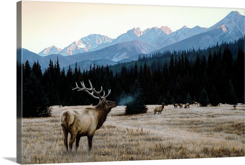 A group of elk in an autumn meadow.