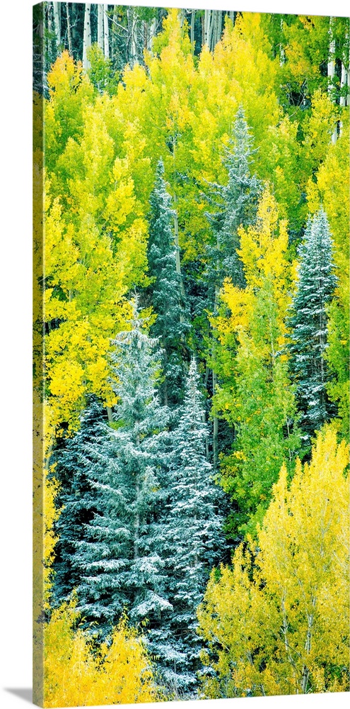 Photograph of Autumn pine trees.
