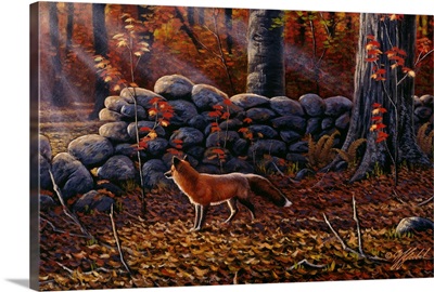 Autumn Reds - Red Fox