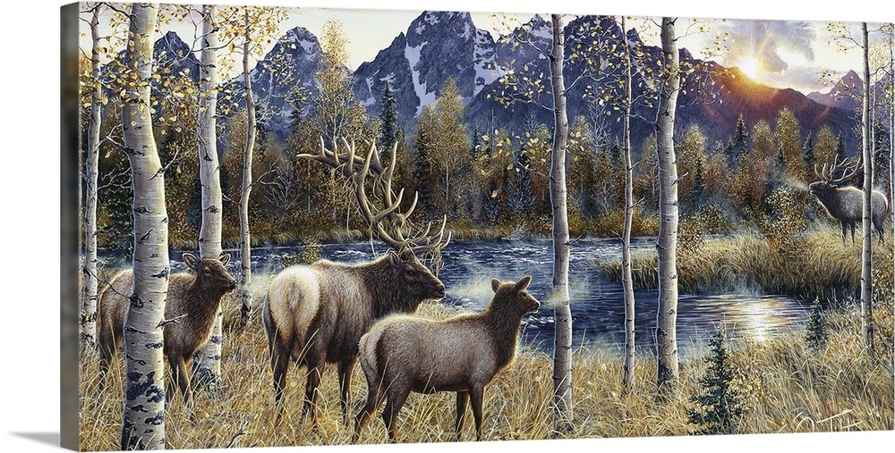 3 elk on  one side of the swamp and a bull  on the  other side, the Tetons in the background