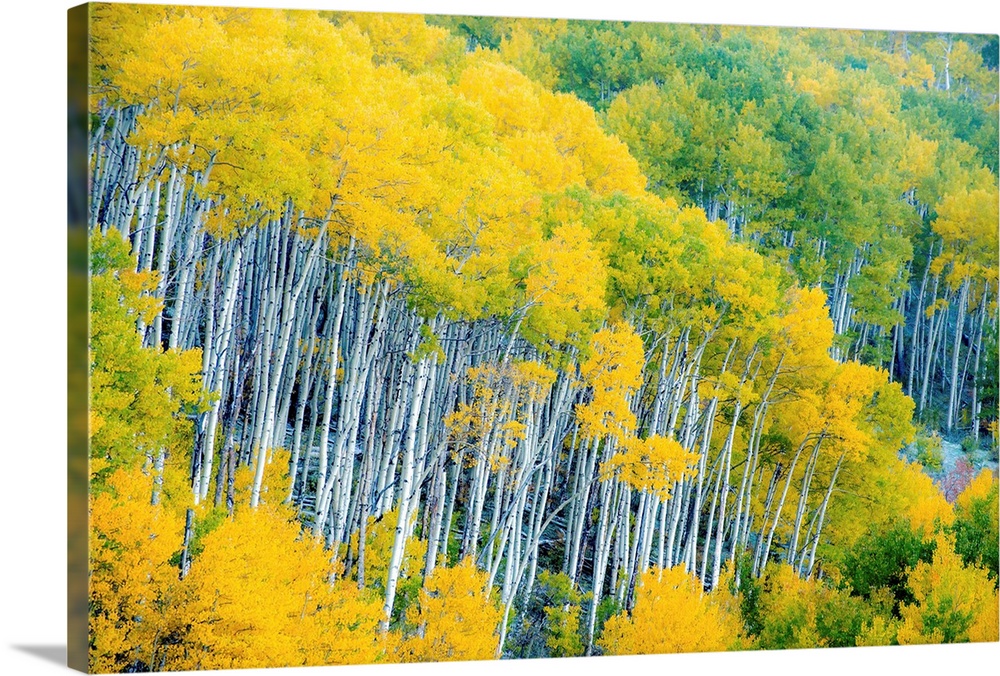 Photograph of Aspen tree tops with yellow and green leaves.