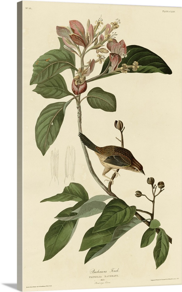 Audubon Birds, Bachmans Finch