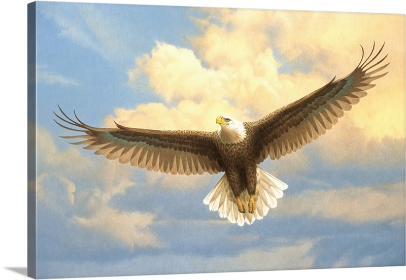 Bald Eagle | Great Big Canvas