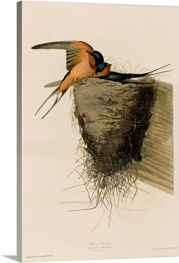 Audubon Birds, Barn Swallow