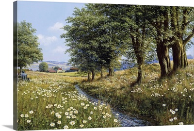 Beeches And Daisies