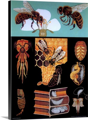 Bees - Vintage Educational Poster