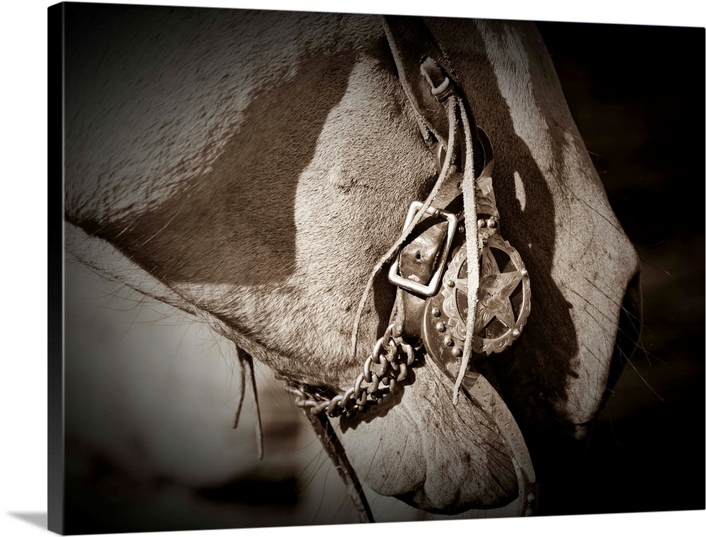 Western Theme, close up of horse and bridle bit
