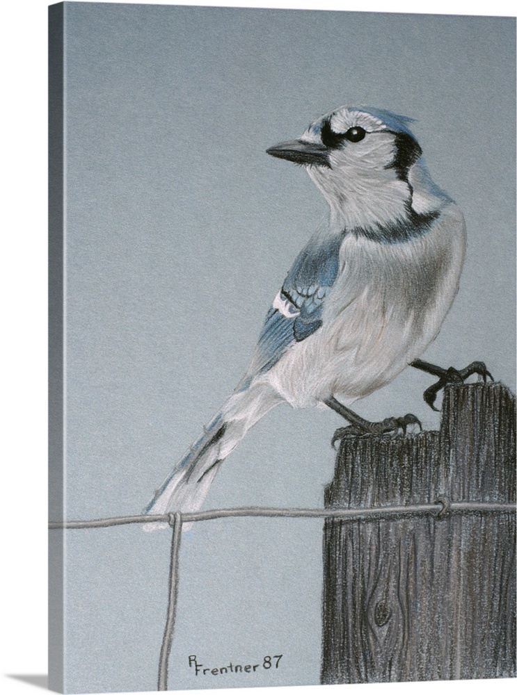 A blue-jay perched on a post