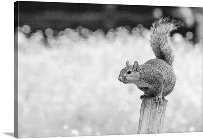 black and white photograph of a squirrel