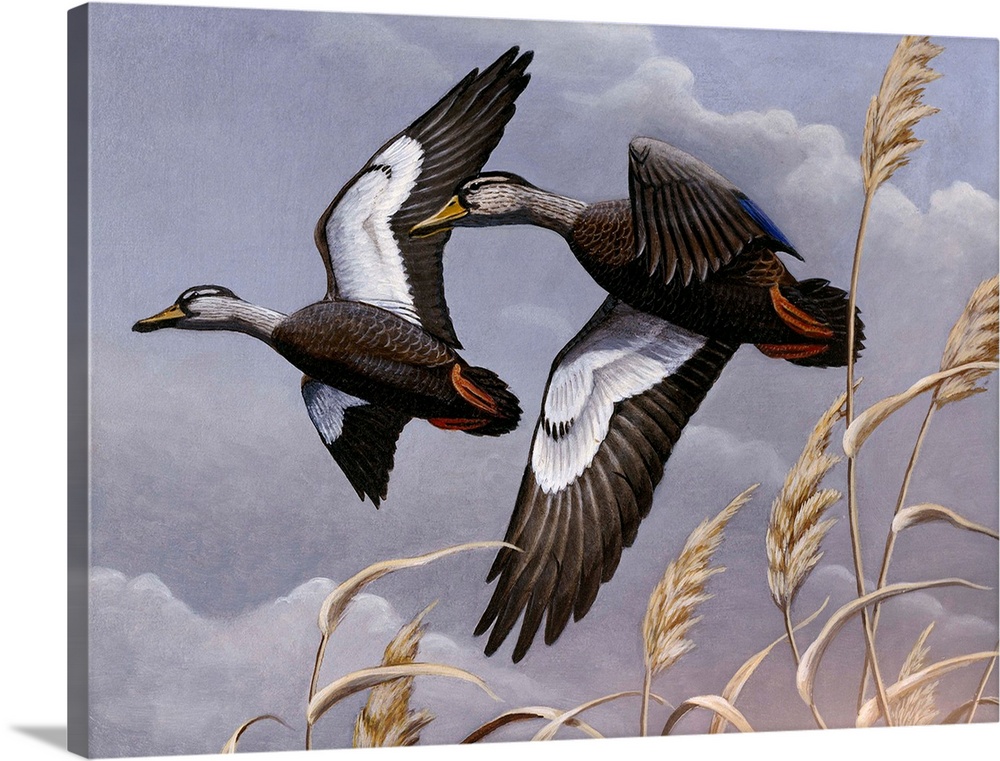 Two black ducks flying over a field.
