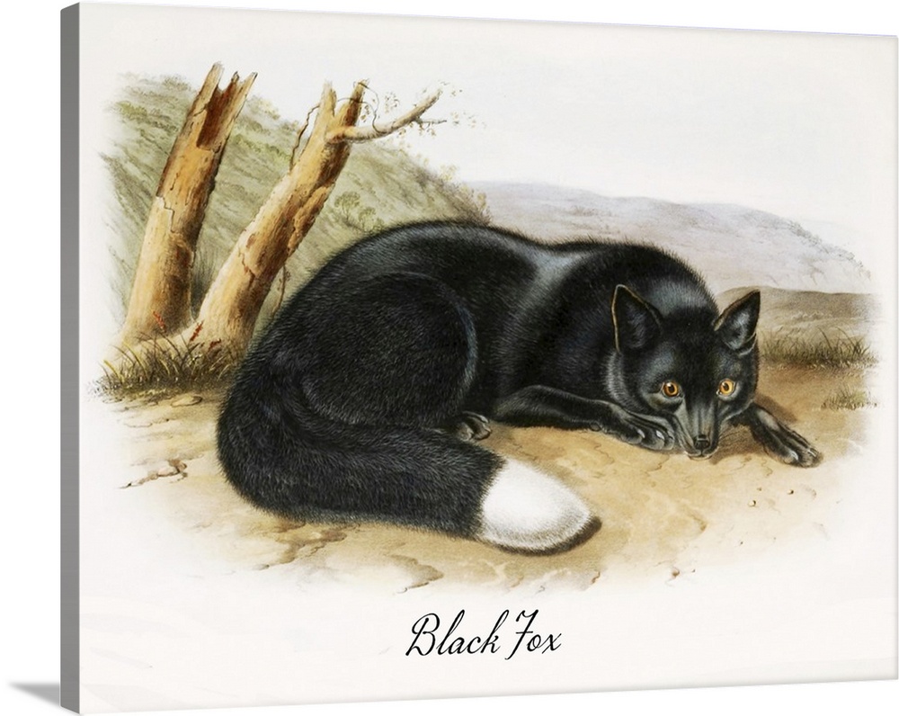 Vintage scientific illustration of a black fox.