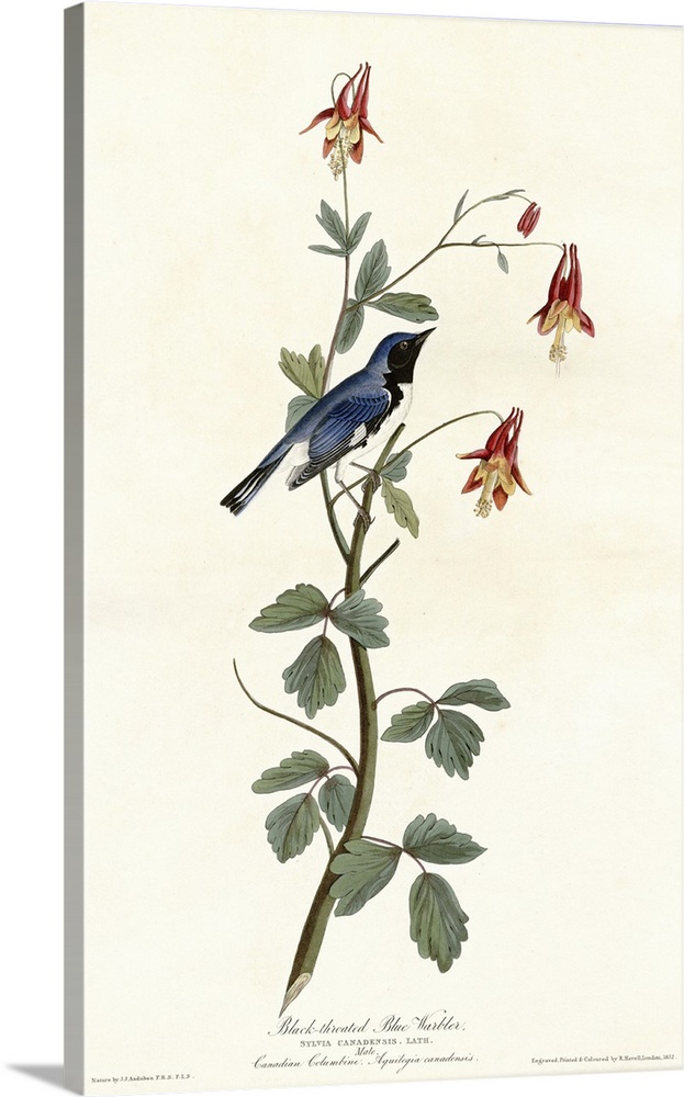 Audubon Birds, Black Throated Blue Warbler