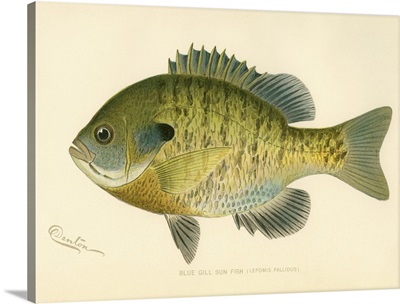 Blue Gill Sun Fish