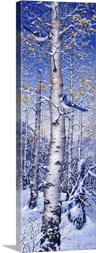 A bluejay in a white birch tree, snow covering the ground.