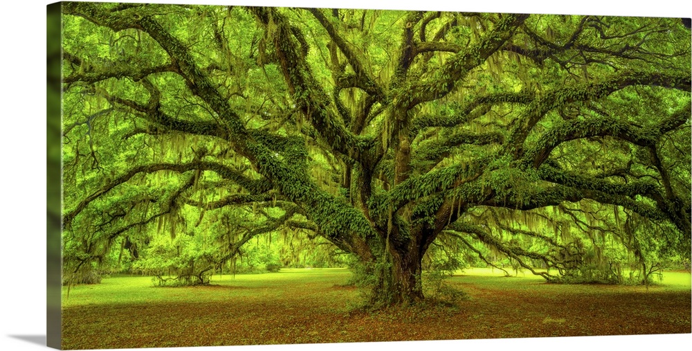 An artistic photograph of a large old gnarled tree with bright green foliage and large limbs.