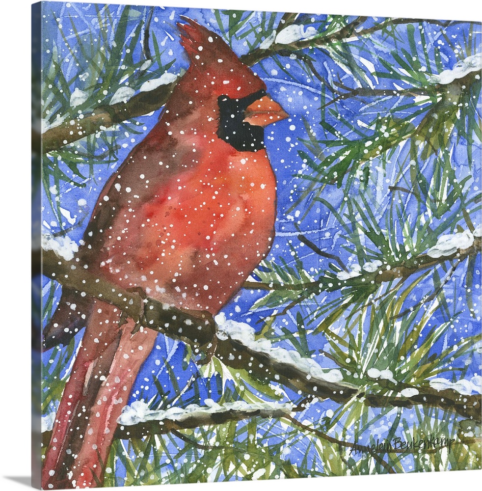 Male cardinal in a pine tree.