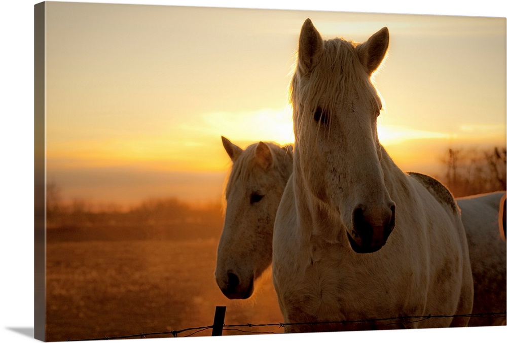 The early dawn light shines behind the manes of two white horses, already moving about their pasture at sunrise.