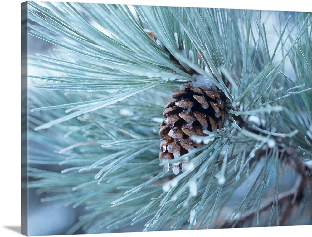 Close-up photograph of a pine cone on a frosty pine needle covered tree branch.