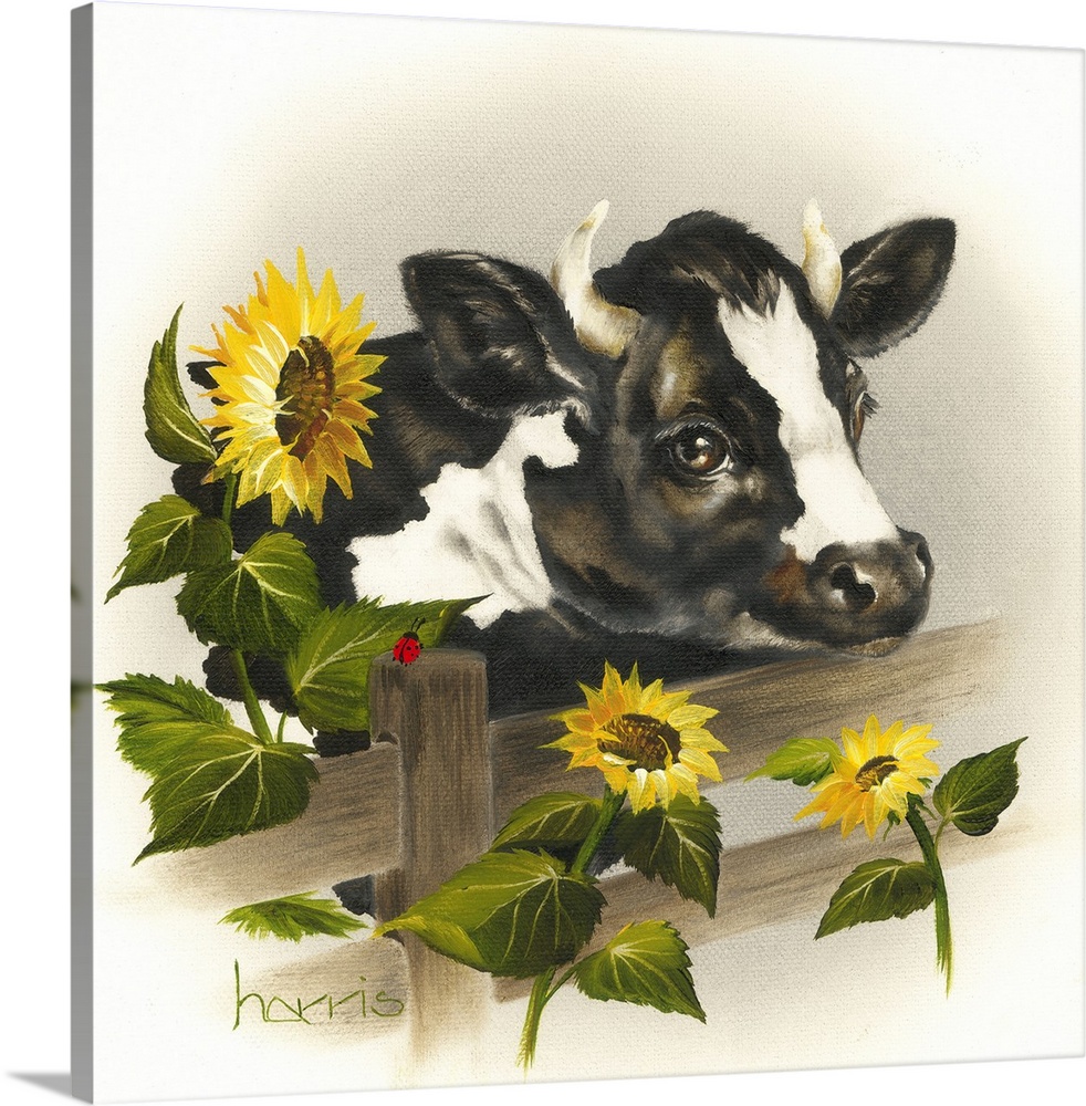 Black and white bull looking over a fence with three sunflowers.
