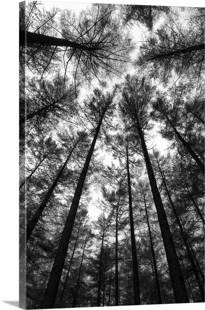 BW Tall Forest