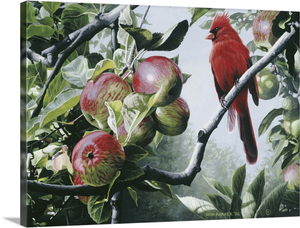 Cardinal sitting on an apple tree branch.