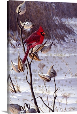 Cardinal and Milkweed