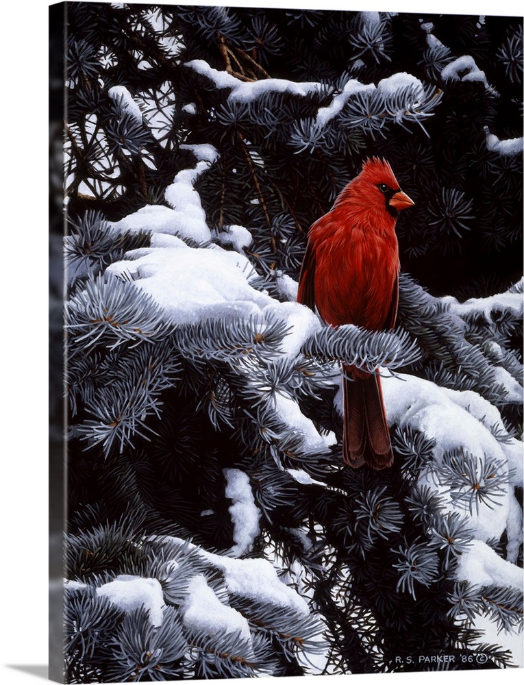 A male cardinal rests on a snow-covered branch.