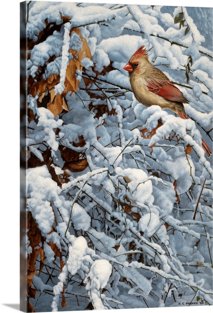 A female cardinal perched on a snow covered limb winter.