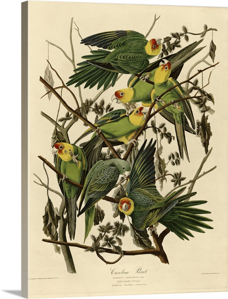 Audubon Birds, Carolina Parrot