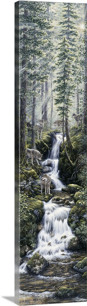 wolves standing next to a mtn stream