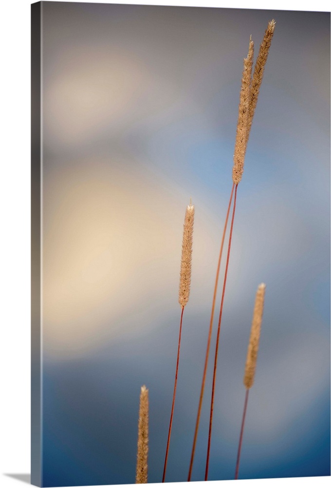 Close-up photograph of cattails with a shallow depth of field and a white and blue background.
