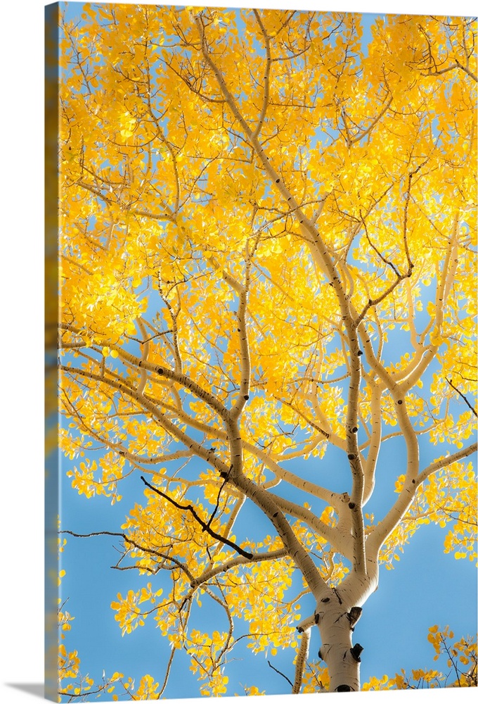 birch tree, against the sky, color photograph