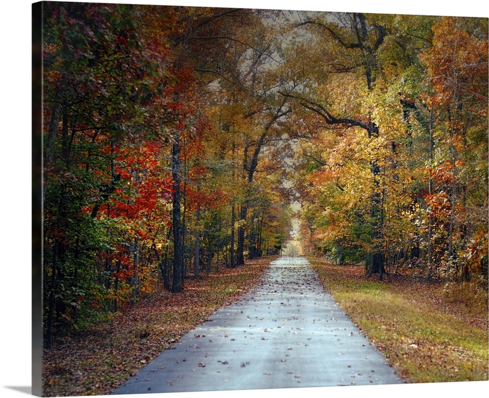 Fine art photo of a road passing through a forest in the fall.
