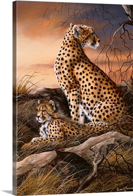 Cheetahs Of Dusk