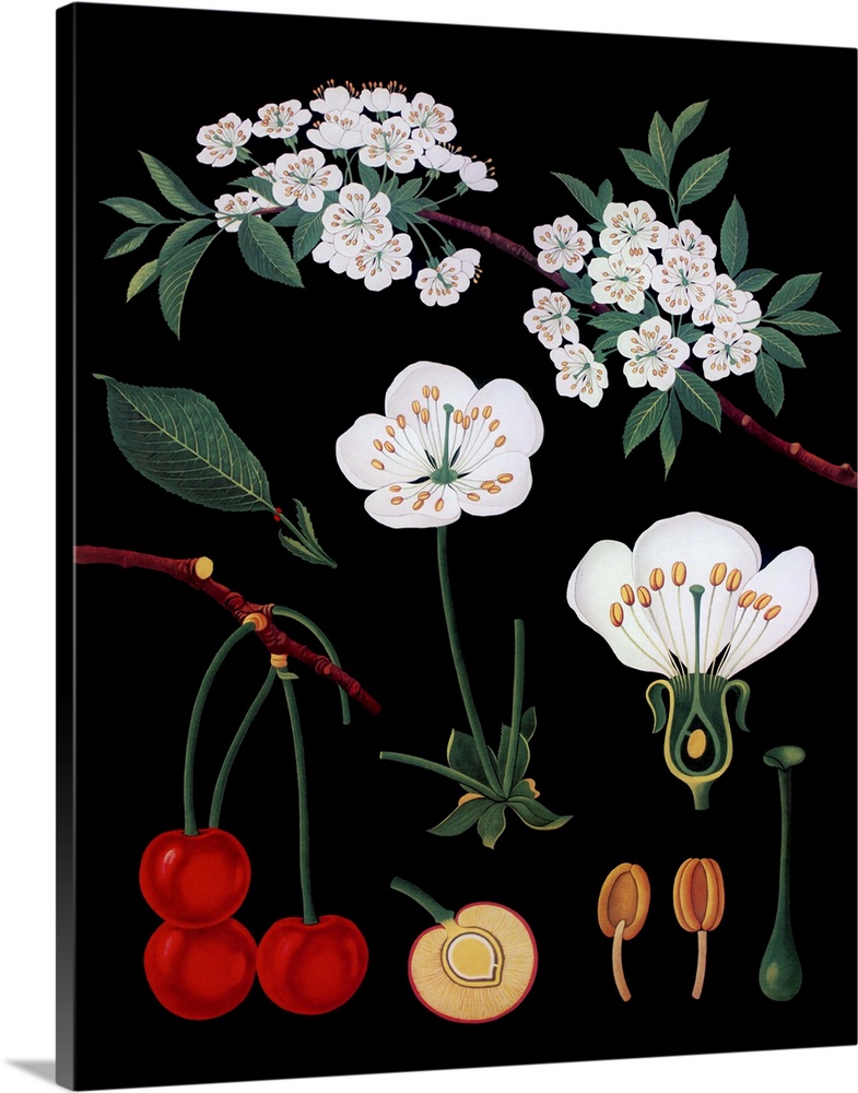 Cherry Tree - Botanical Illustration