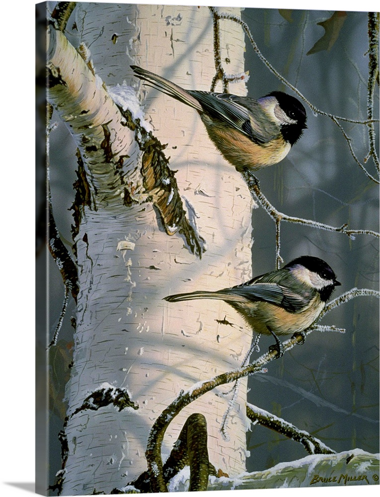 Two chickadees on a white birch tree branch.