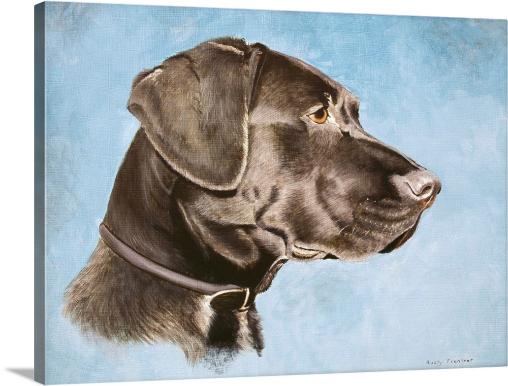 Profile of a black lab on a blue background with collar.