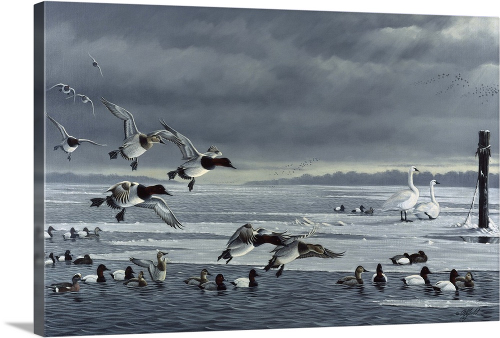 Flock of canvasbacks on ice.