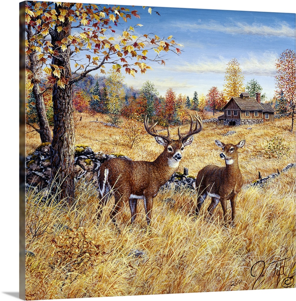 2 deer in a field near a house in the Fall