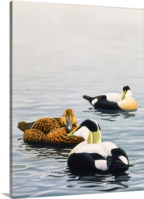 Common Eider