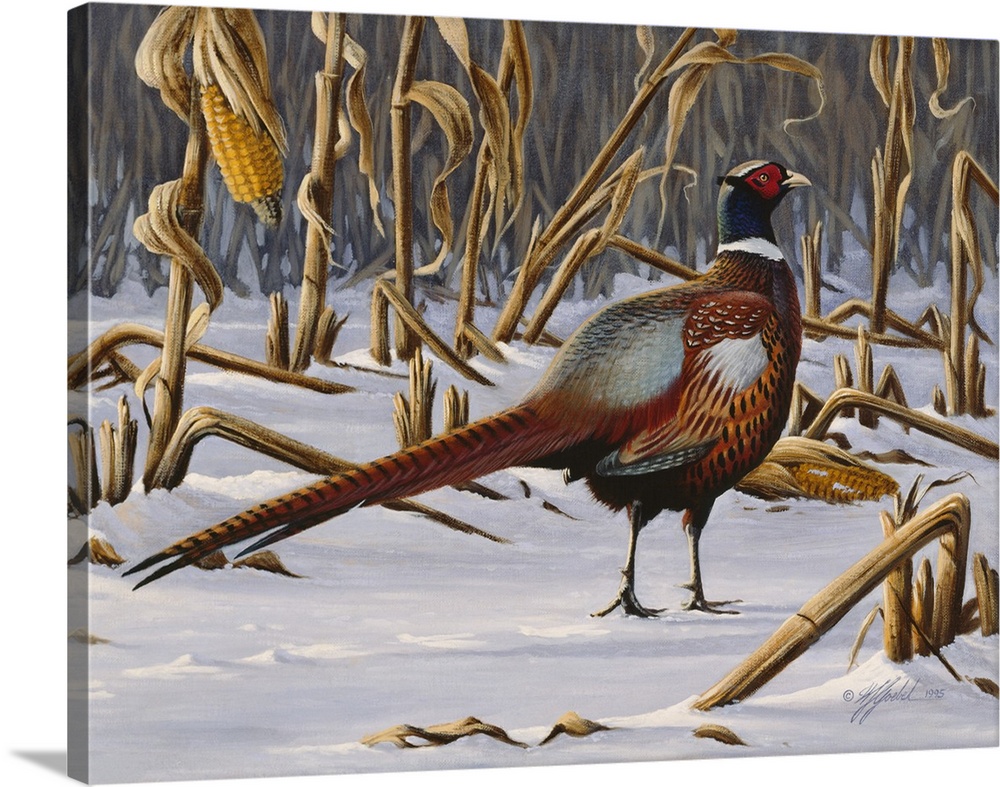 Ringnecked pheasant walking through a snowy field.