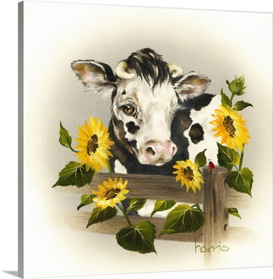 Cow and Sunflowers