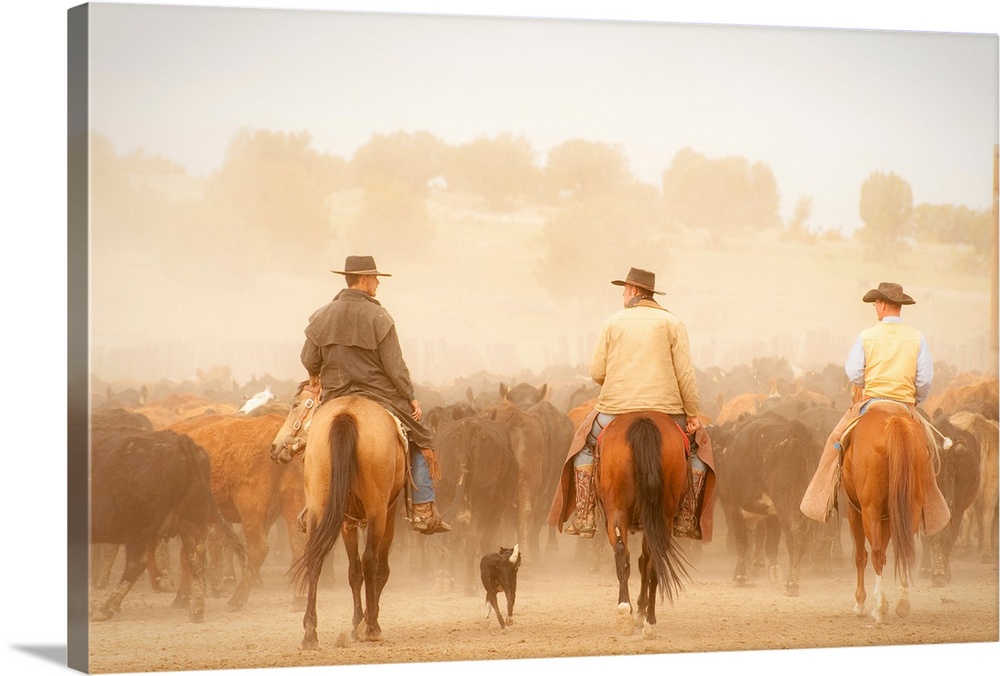 Cowboys on horse with a dog driving cattle