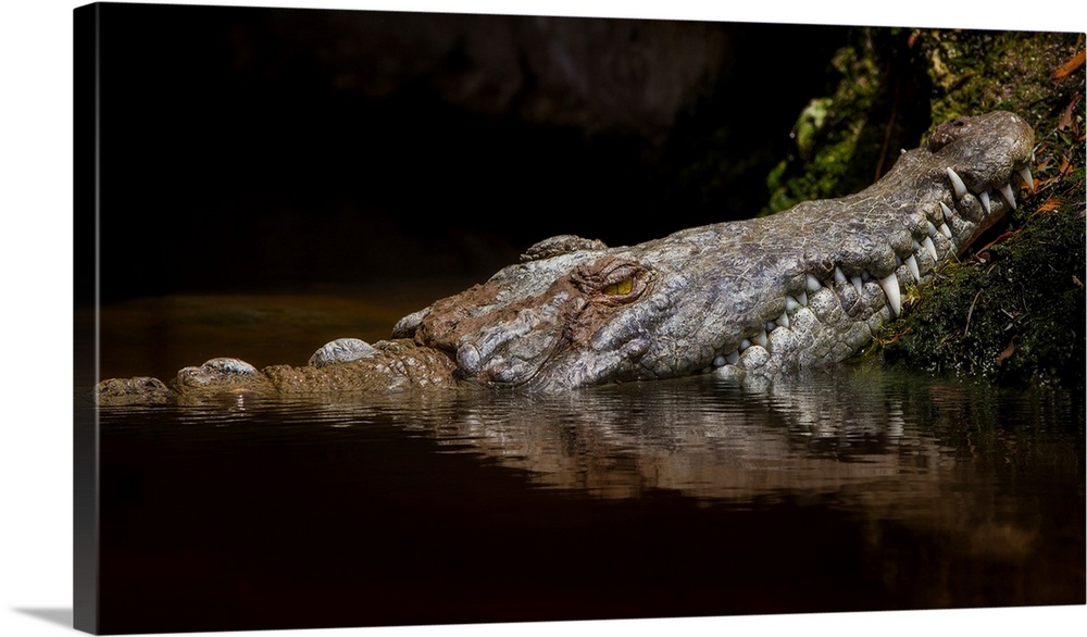 Crocodile Smile