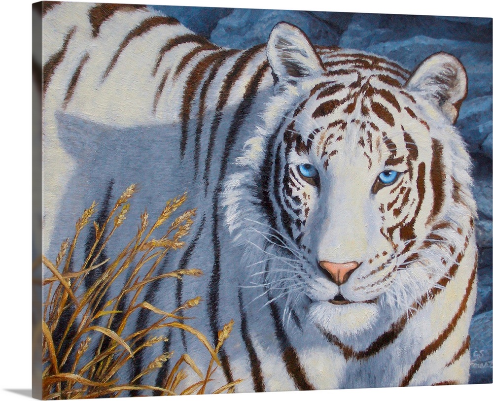 White Tiger blue eye of the tiger