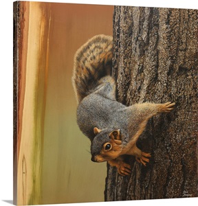 Curious Squirrel image thumbnail