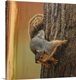 image thumbnail of Curious Squirrel