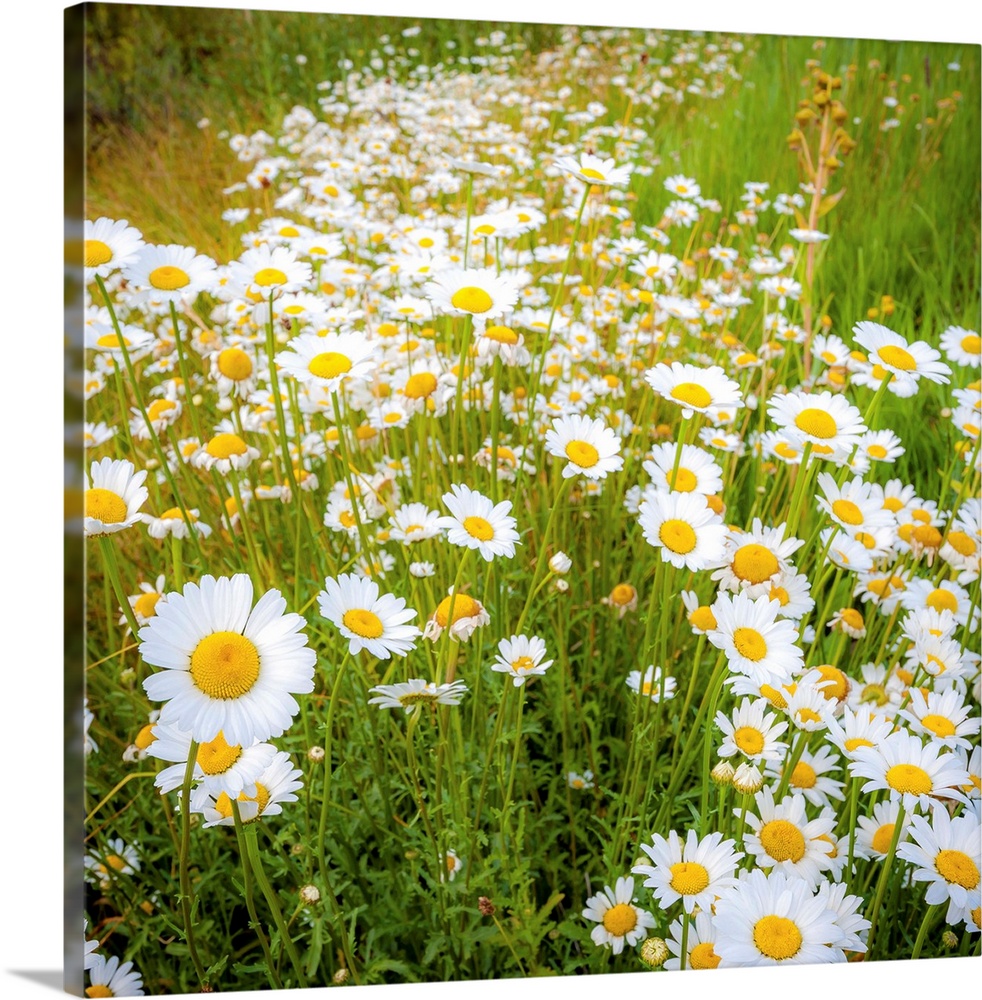 Square photograph of a field with wild daises.